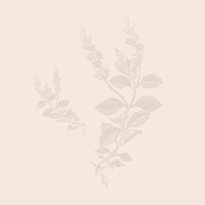 speedwell flowers etching on stone coloured background