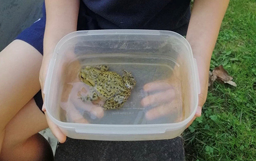 a plastic container with water and a frog in