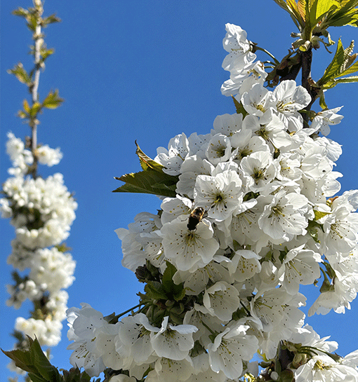 Floral photograph with bee and blue sky